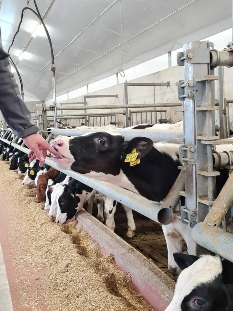 Kalb lutscht an Finger im Kälberstall im Hintergrund fressen Kälber die gemästet werden