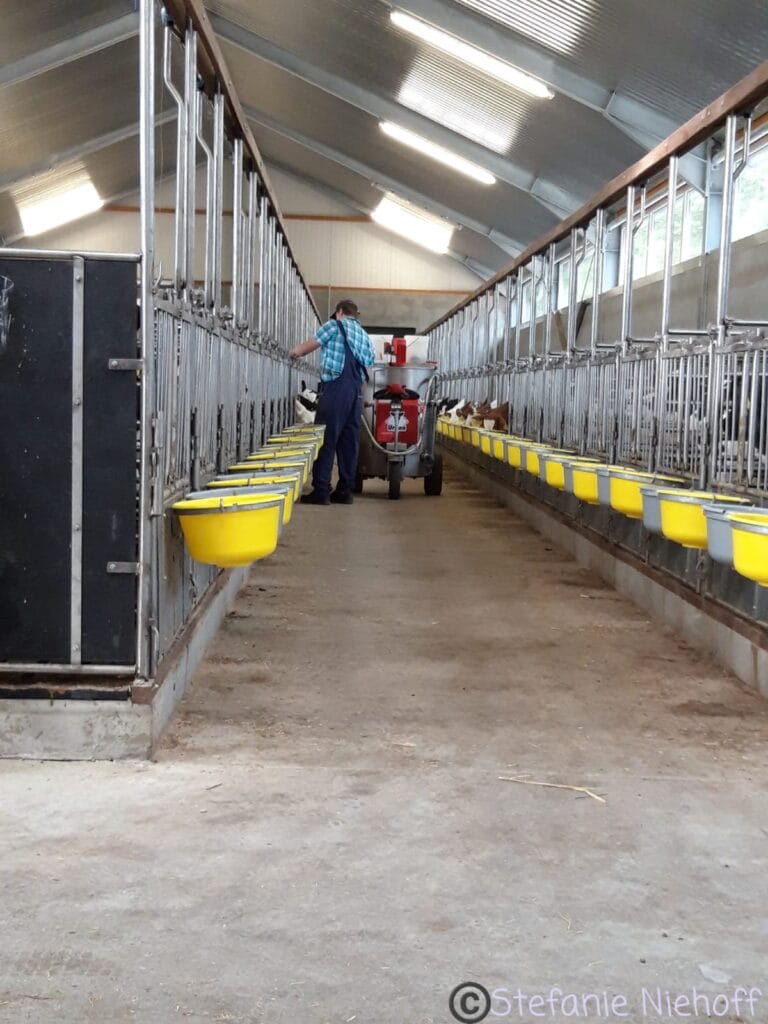 Kälber Mastbetrieb Niehoff Rosé Kalb Partnerschaft für die Kälberaufzucht