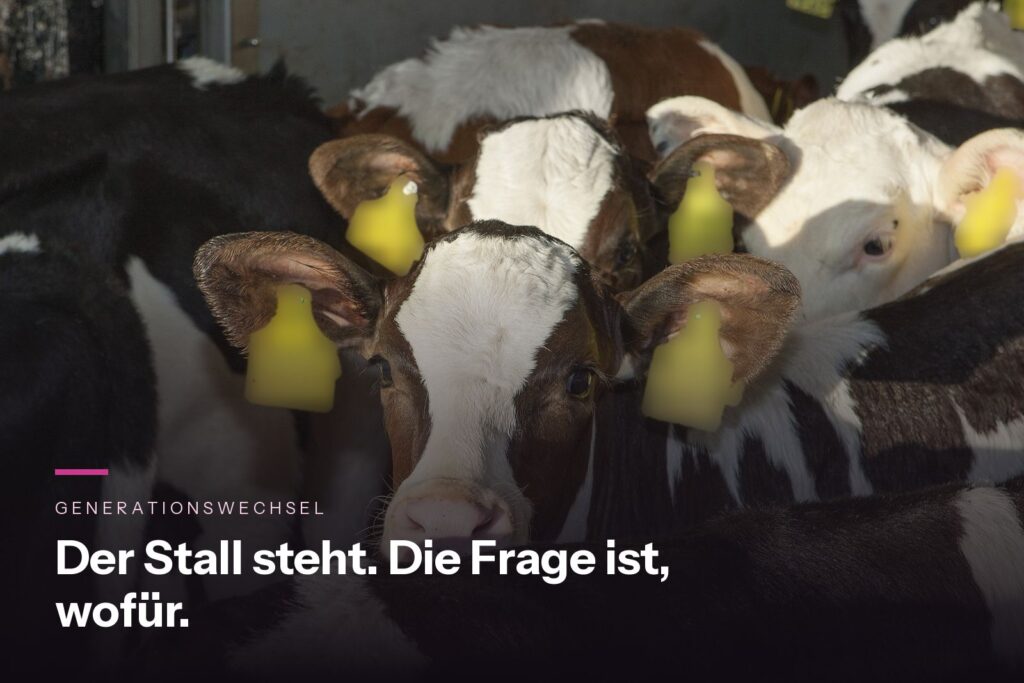 Rosékälber in einer Aufzuchtgruppe blicken zur Kamera