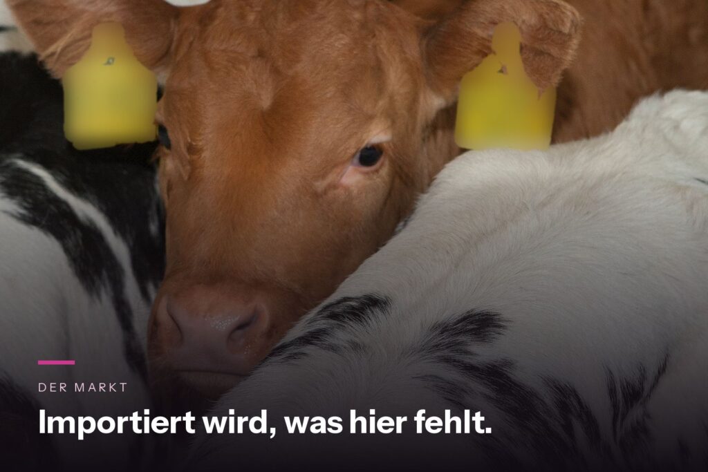 Nahaufnahme des Rückens eines rotbunten Rosékalbs in der Aufzucht