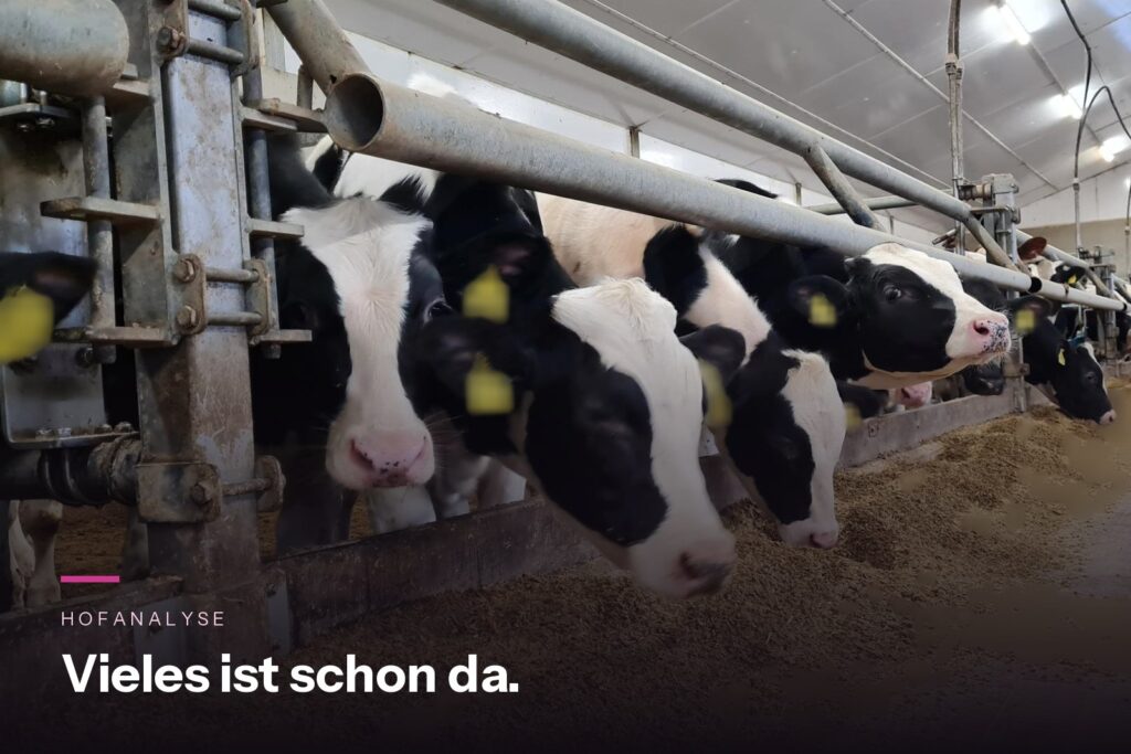 Kälber am Fressgitter in einem bestehenden Stallgebäude