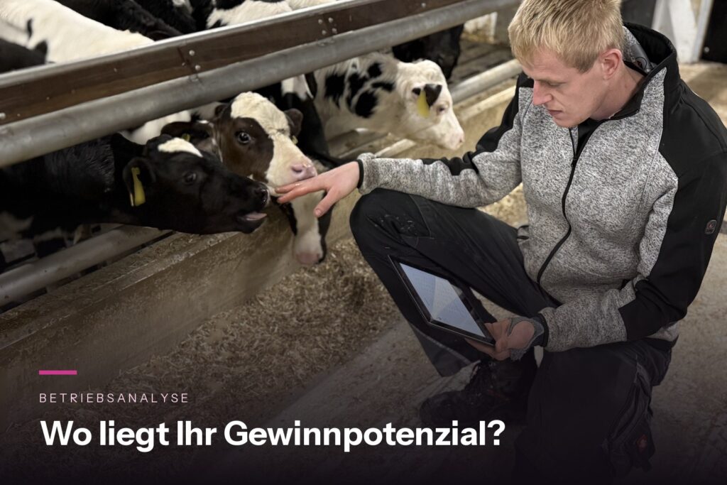 Junger Landwirt mit Tablet bei der Kontrolle seiner Kälber im Stall