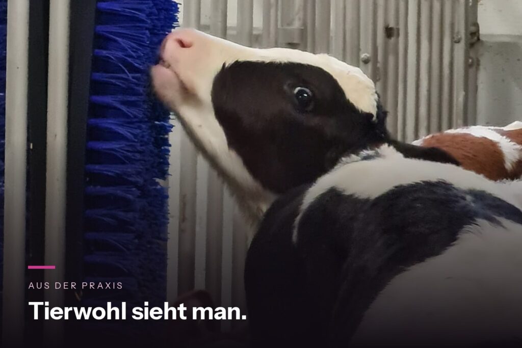 Rosékalb an der Scheuerbürste im Stall eines Partnerbetriebs